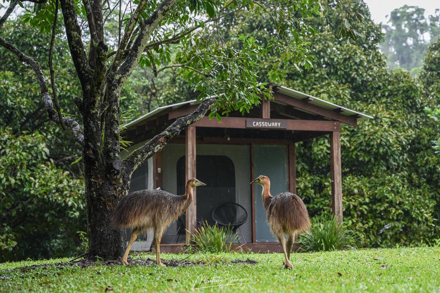 Villa Noah Creek Eco Huts à Cape Tribulation Extérieur photo